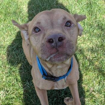 Terrier and Mixed Breed Dogs Available for Adoption - Curry | PetCurious