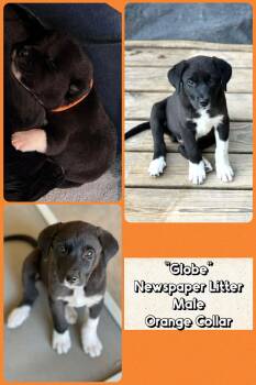 Great Pyrenees and Black Labrador Retriever Dogs Available for Adoption in Altoona, Pennsylvania - Globe | PetCurious