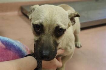 DAZE -  Mixed Breed Dog for Adoption in Columbia, South Carolina - DAZE | PetCurious