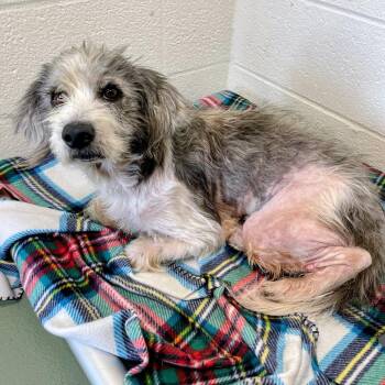 Gus Gus -  Miniature Poodle and Beagle Dog for Adoption in Lyndhurst, Virginia - Gus Gus | PetCurious