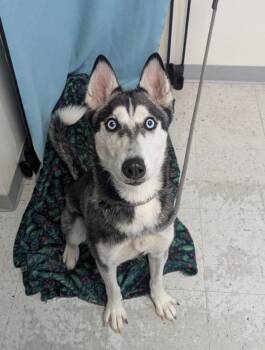 Siberian Husky Dogs Available for Adoption in Salt Lake City, Utah - Lia | PetCurious