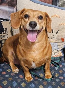 Blanche -  Dachshund and Terrier Dog for Adoption in Ellijay, Georgia - Blanche | PetCurious