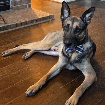 JAX GS -  German Shepherd Dog Dog for Adoption in Lucas, Texas - JAX GS | PetCurious