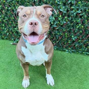 Lil Bertha -  Mixed Breed Dog for Adoption in West Palm Beach, Florida - Lil Bertha | PetCurious