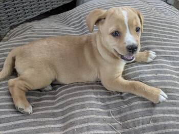 Cheeto -  Terrier Dog for Adoption in Tucson, Arizona - Cheeto | PetCurious