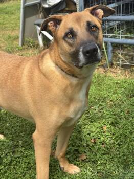 Oogie Boogie -  German Shepherd Dog Dog for Adoption in Anderson, Indiana - Oogie Boogie | PetCurious