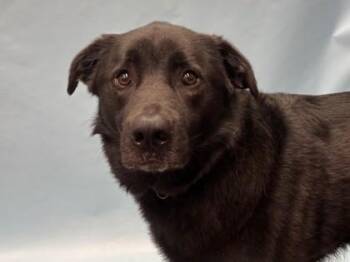 Ziggy -  German Shepherd Dog and Mixed Breed Dog for Adoption in Golden Valley, Minnesota - Ziggy | PetCurious