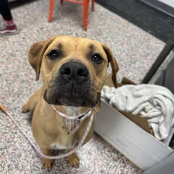 Mixed Breed Dogs Available for Adoption in Salt Lake City, Utah - Cupcake | PetCurious