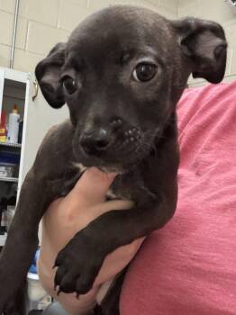 Rosita -  Beagle and Dachshund Dog for Adoption in Swainsboro, Georgia - Rosita | PetCurious