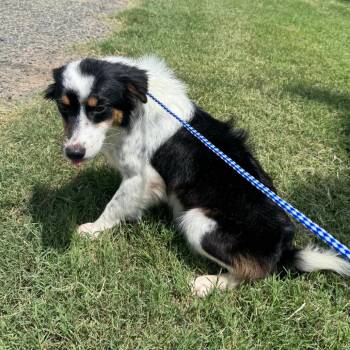 Bagel -  Australian Shepherd and Mixed Breed Dog for Adoption in Hondo, Texas - Bagel | PetCurious