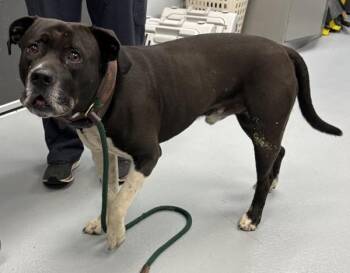 Pit Bull Terrier Dogs Available for Adoption in Lawrenceville, Georgia - Vc1c Gerald | PetCurious