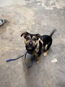 Manchester Terrier and Mixed Breed Dogs Available for Adoption in Tallahassee, Florida - MARSHALL | PetCurious