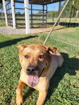 Lucy -  Labrador Retriever Dog for Adoption in Salisbury, North Carolina - Lucy | PetCurious