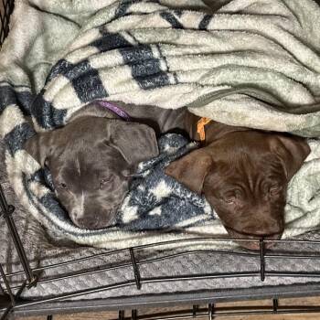 Storm -  American Bulldog Dog for Adoption in Bartlett, Tennessee - Storm | PetCurious
