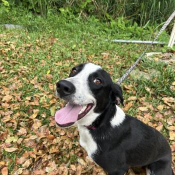 Rescue Labrador Retriever Dogs for Adoption in New York, New York - Kalani | PetCurious