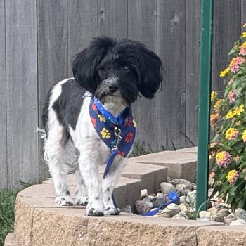 Tucker -  Papillon and Poodle Dog for Adoption in Omaha, Nebraska - Tucker | PetCurious