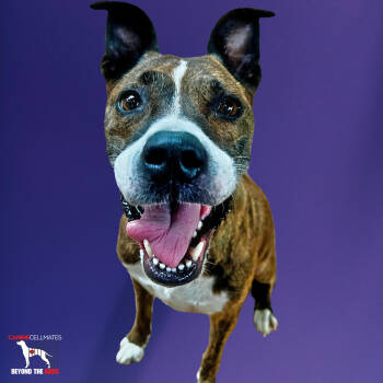 Rescue Boxer Dogs for Adoption in Atlanta, Georgia - Kiwi | PetCurious