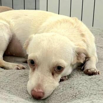 Chihuahua Dogs Available for Adoption - MIA SOFIA "The Beach Baby Litter" (Out Of Town) | PetCurious