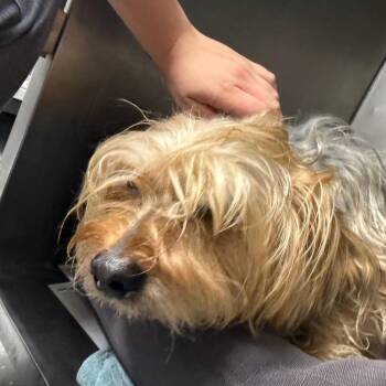 Micheal -  Yorkshire Terrier Dog for Adoption in Waldorf, Maryland - Micheal | PetCurious