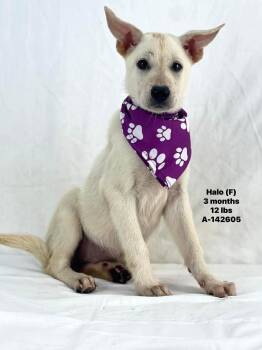 Halo - Local August 28-30 -  German Shepherd Dog Dog for Adoption in Brookshire, Texas - Halo - Local August 28-30 | PetCurious