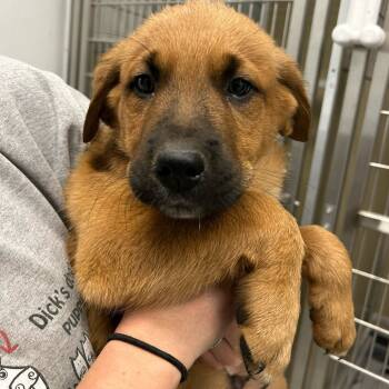 Rescue German Shepherd Dog and Black Labrador Retriever Dogs for Adoption in Durango, Colorado - Brody | PetCurious