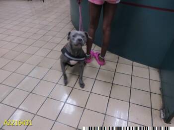 ODIN -  Mixed Breed Dog for Adoption in West Palm Beach, Florida - ODIN | PetCurious