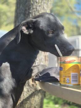 Rescue Pit Bull Terrier Dogs for Adoption in Dover, Arkansas - Gavin | PetCurious