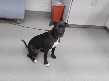 KIKI -  Labrador Retriever and Mixed Breed Dog for Adoption in Omaha, Nebraska - KIKI | PetCurious
