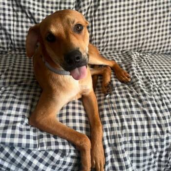 Nemo -  Black Mouth Cur Dog for Adoption in Houston, Texas - Nemo | PetCurious