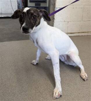 CARMEN -  Parson Russell Terrier and Mixed Breed Dog for Adoption in San Bernardino, California - CARMEN | PetCurious