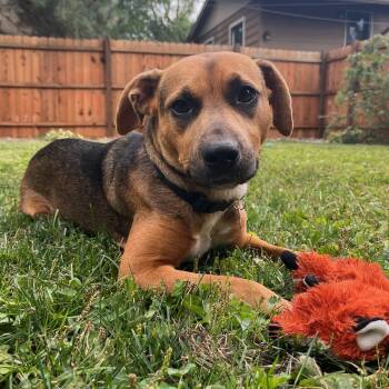 Darby -  Beagle and Boxer Dog for Adoption in Minneapolis, Minnesota - Darby | PetCurious