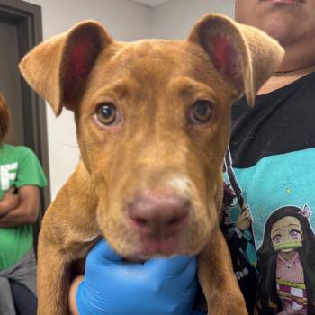 Soybean -  Black Mouth Cur and Terrier Dog for Adoption in Cleveland, Mississippi - Soybean | PetCurious