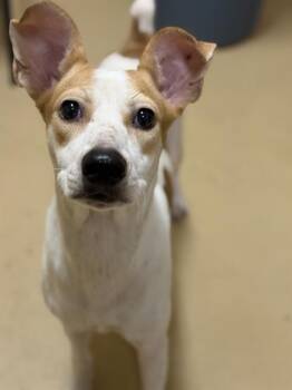 A274121 -  Terrier and Mixed Breed Dog for Adoption in Chula Vista, California - A274121 | PetCurious