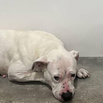 American Bulldog Dogs Available for Adoption - Regina | PetCurious