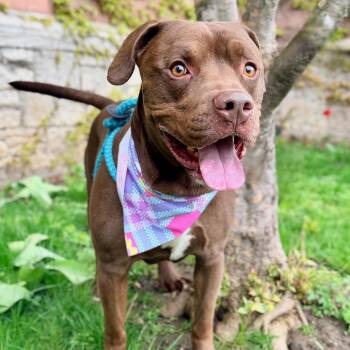 Pit Bull Terrier and Labrador Retriever Dogs Available for Adoption in Buffalo, New York - Chunkie | PetCurious