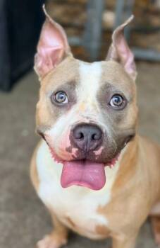 Waikiki -  Pit Bull Terrier Dog for Adoption in Chicago, Illinois - Waikiki | PetCurious