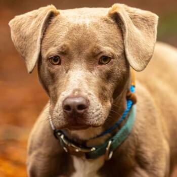 Milo -  Mixed Breed Dog for Adoption in Decatur, Georgia - Milo | PetCurious