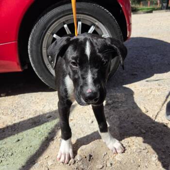 Bruno -  Mixed Breed Dog for Adoption in Leander, Texas - Bruno | PetCurious