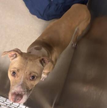 American Staffordshire Terrier Dogs Available for Adoption in Fort Lauderdale, Florida - TIE | PetCurious