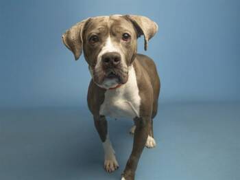 EEYORE -  Pit Bull Terrier Dog for Adoption in Phoenix, Arizona - EEYORE | PetCurious