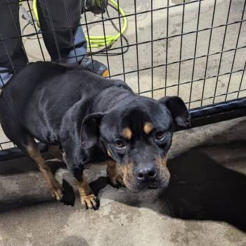 Pabst AKA B -  Pit Bull Terrier and Rottweiler Dog for Adoption in East St. Louis, Illinois - Pabst AKA B | PetCurious