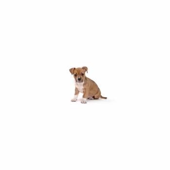 Lamborghini -  Mixed Breed Dog for Adoption in Los Angeles, California - Lamborghini | PetCurious