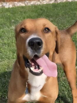 Rescue Retriever Dogs for Adoption in Euless, Texas - Max | PetCurious