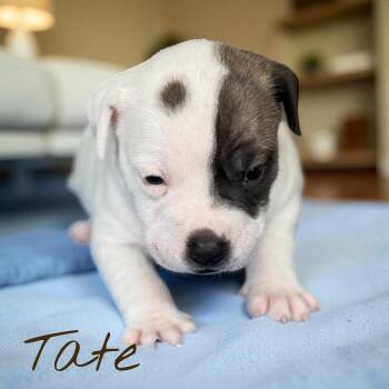 Rescue Bulldog Dogs for Adoption in Aquilla, Texas - Tate | PetCurious