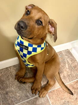 Rescue Coonhound and Labrador Retriever Dogs for Adoption - Malarkey | PetCurious