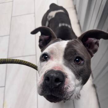 Pit Bull Terrier Dogs Available for Adoption in Lufkin, Texas - Rain | PetCurious