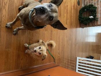 Rescue Pomeranian Dogs for Adoption in Buffalo, New York - Taz | PetCurious