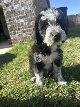 Poodle Dogs Available for Adoption in Shawnee, Oklahoma - Dionne | PetCurious