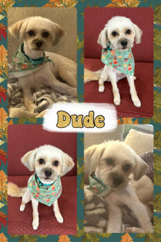 Rescue Shih Tzu Dogs for Adoption - Dude | PetCurious