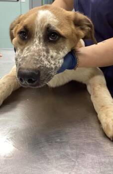 Terrier Dogs Available for Adoption in Athens, Tennessee - Clove | PetCurious